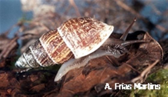 Napaeus tremulans (Mousson, 1858)
